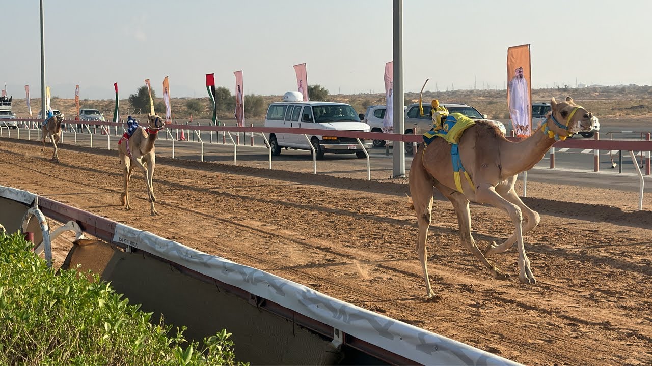 بسن اللقايا.. تنافس شديد على 32 شوطاً في مهرجان حاكم الشارقة للهجن